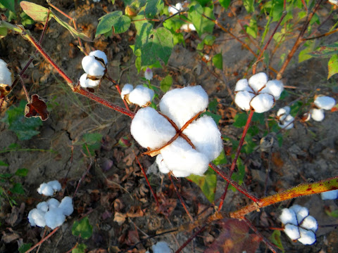 Cotton Nutrient Deficiency