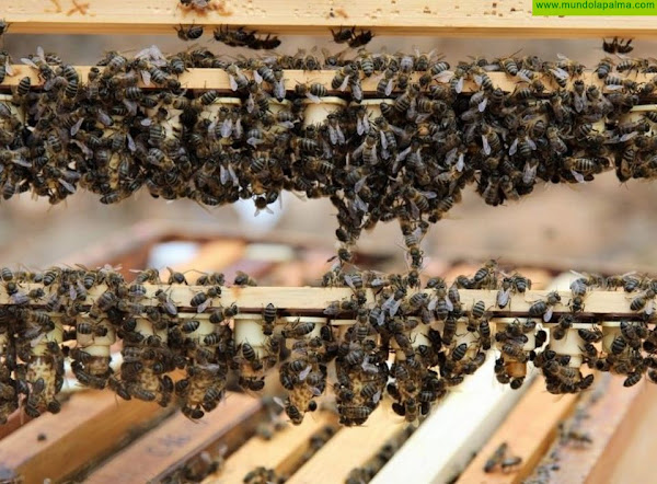 El Gobierno canario concede 539.000 euros a los productores de miel de abeja negra