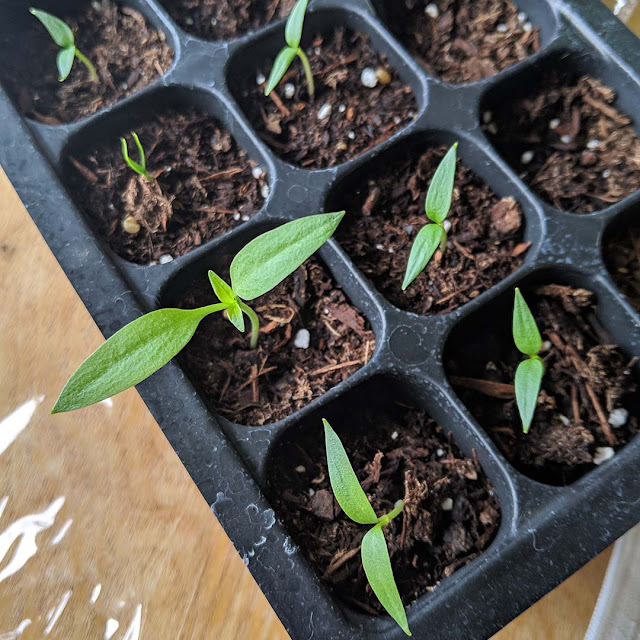 yellow bell pepper starts in seedling tray