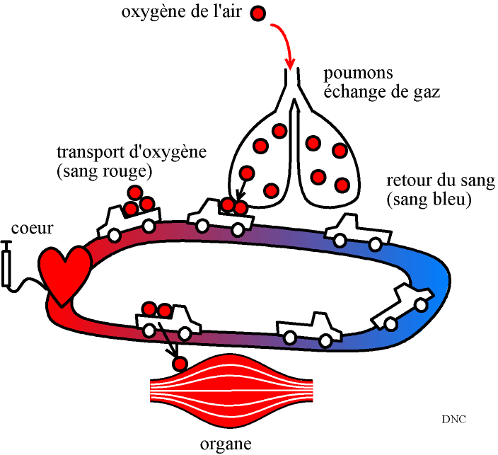 Chapitre 5 : Transport et stockage de l'oxygène