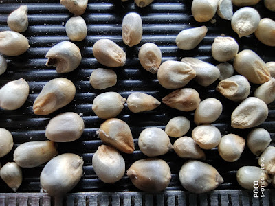 Close-up photo of Pearl Millet grains.