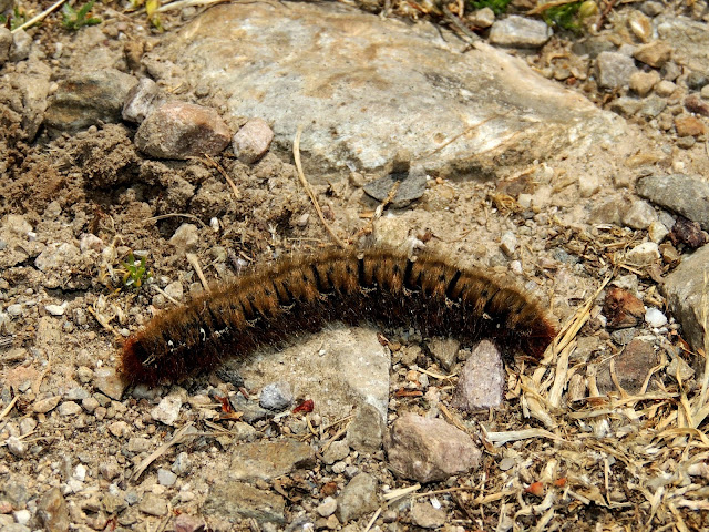Lasiocampa quercus caterpillar