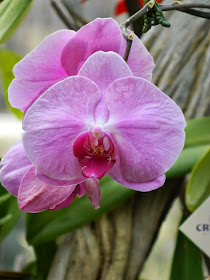 Light purple Phalaenopsis Moth Orchid Centennial Park Conservatory by garden muses-not another Toronto gardening blog