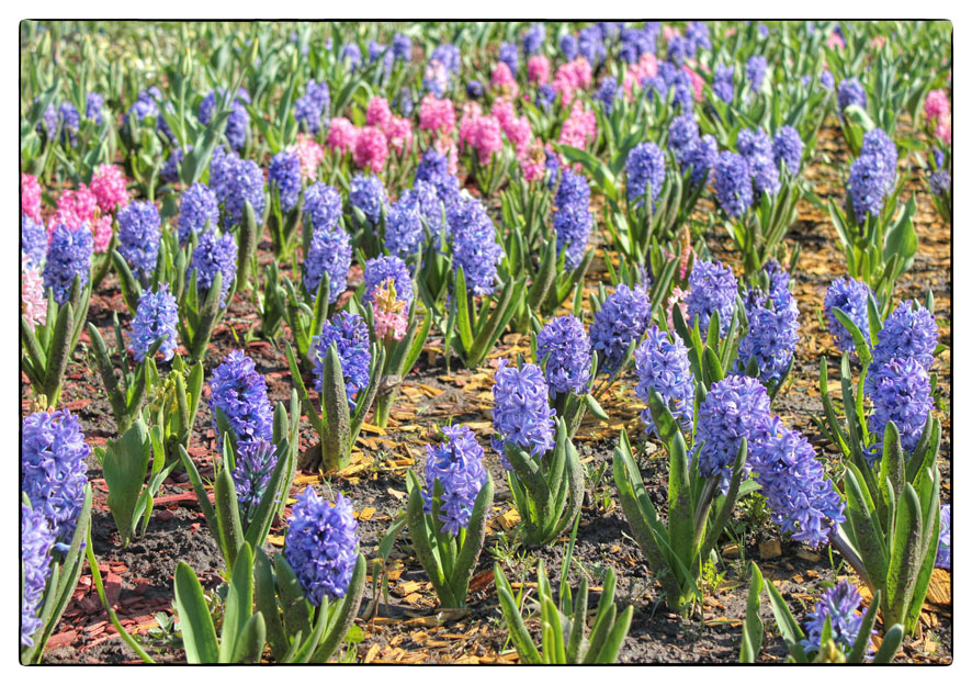 крокусы, пушкиния, сцилла. луковица гиацинта. гиацинта бриджертон. гиацинт однолетний. гиацинт в огороде.