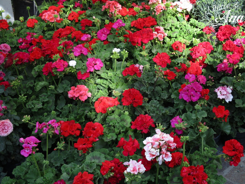 feria de la candelaria 2017