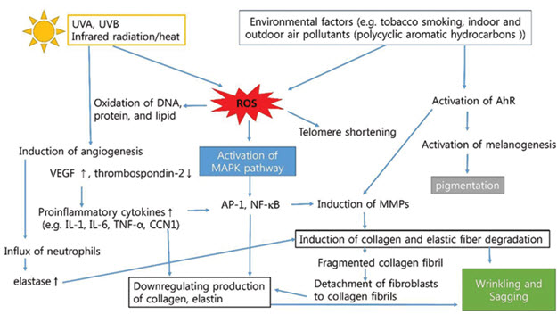 Schematic representation of pathogenesis