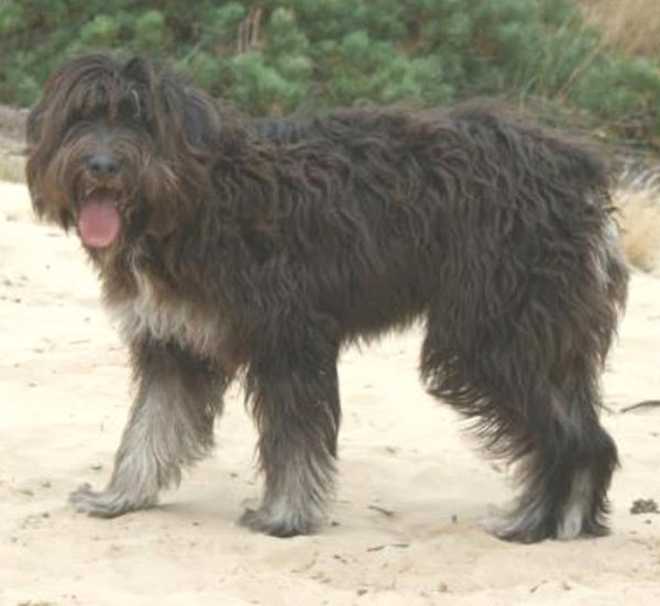 barbado da terceira, barbado da terceira dog, barbado da terceira dogs, about barbado da terceira dog, barbado da terceira dog appearance, barbado da terceira dog breed info, barbado da terceira dog breed facts, barbado da terceira dog behavior, barbado da terceira dog color, caring barbado da terceira dog, barbado da terceira dog characteristics, barbado da terceira dog facts, barbado da terceira dog feeding, barbado da terceira dog history, barbado da terceira dog origins, barbado da terceira dog temperament, barbado da terceira dog lifespan, barbado da terceira dog as pets