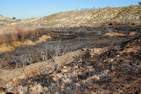Zona de la Reserva Natural del Mar de Ontígola afectada por el incendio.
