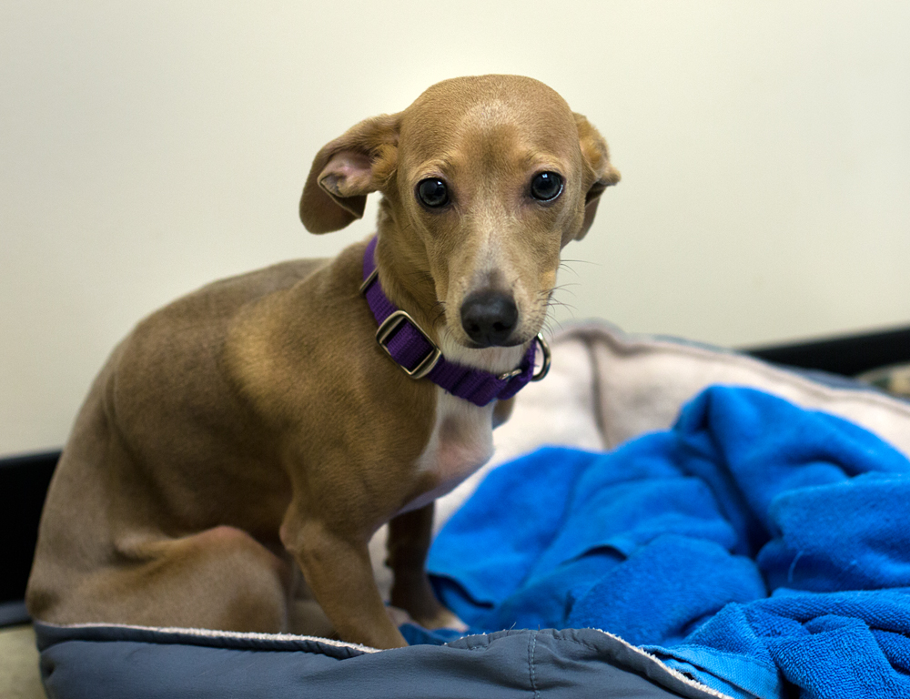 Italian Greyhound Dachshund Mix