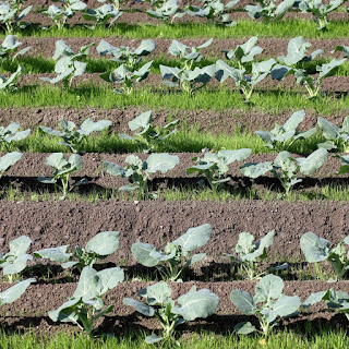 Consejos para cultivar brócoli en casa