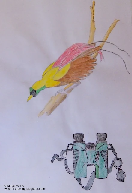 Drawing of a Red Bird of Paradise (Paradisaea rubra) and a birding binoculars
