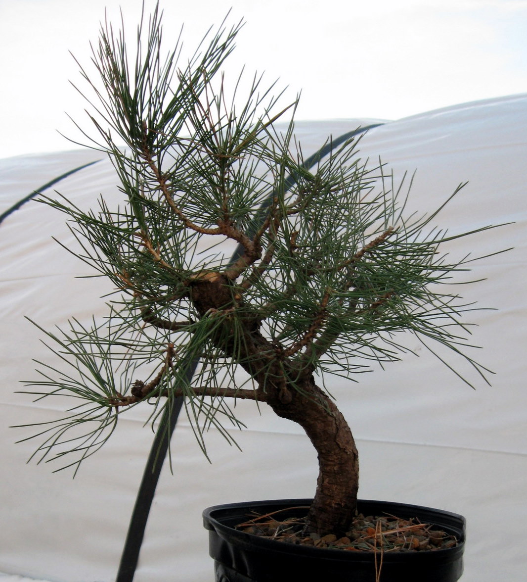 Nebraska Bonsai Society Japanese Black Pine