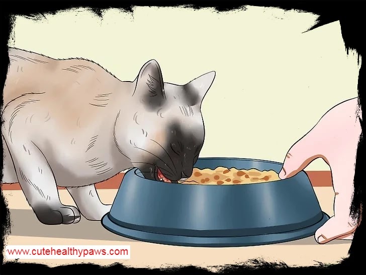 How to take care of newborn kittens Cute Healthy Paws