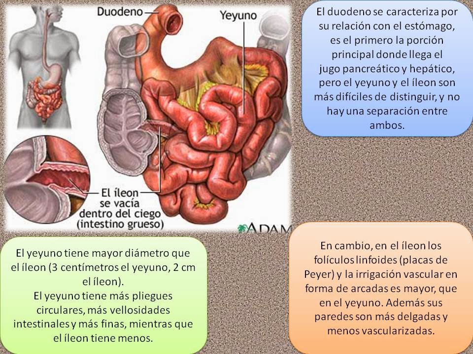 Blog de Fisiología Médica de Mónica