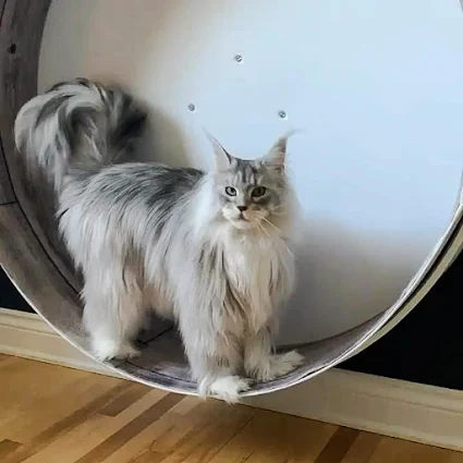 A characture of a Maine Coon - super-large with overly long fur