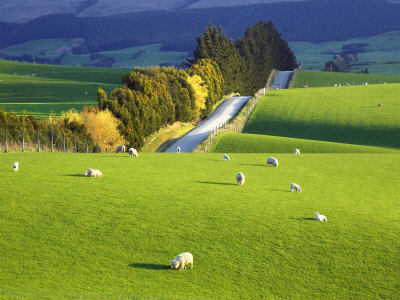 wall-david-farmland-south-otago-south-island-new-zealand.jpg