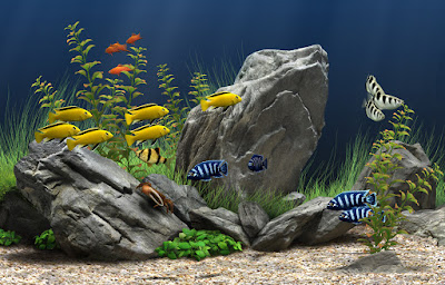 Rekomendasi Ikan Hias Kecil Yang Cocok Untuk Aquarium Kecil