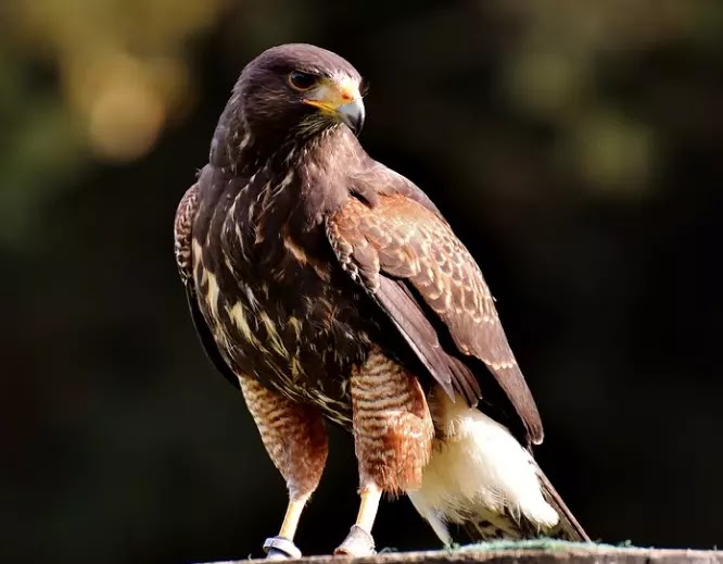 Names of birds in Marathi