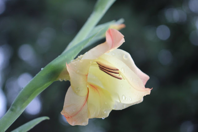 slightly more peach gladiolus flower
