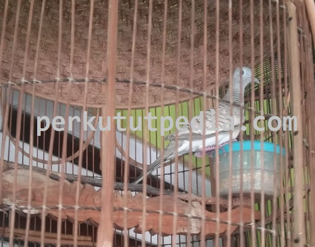 Ciri - Ciri Perkutut Katuranggan Sri Lumbung