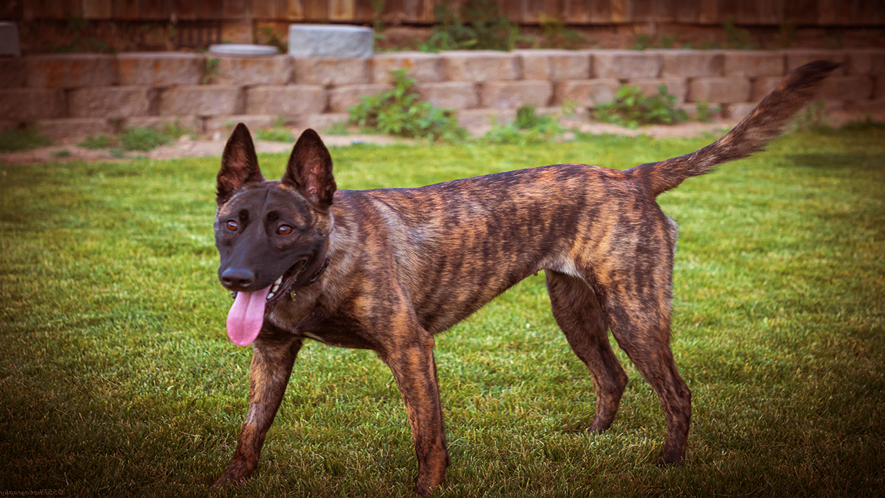 Malinois belge aux cheveux longs que fautil savoir sur votre mal aux cheveux longs