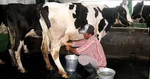 Alat Pembasmi Bakteri Sapi Perah Ciptaan Sisws MTs