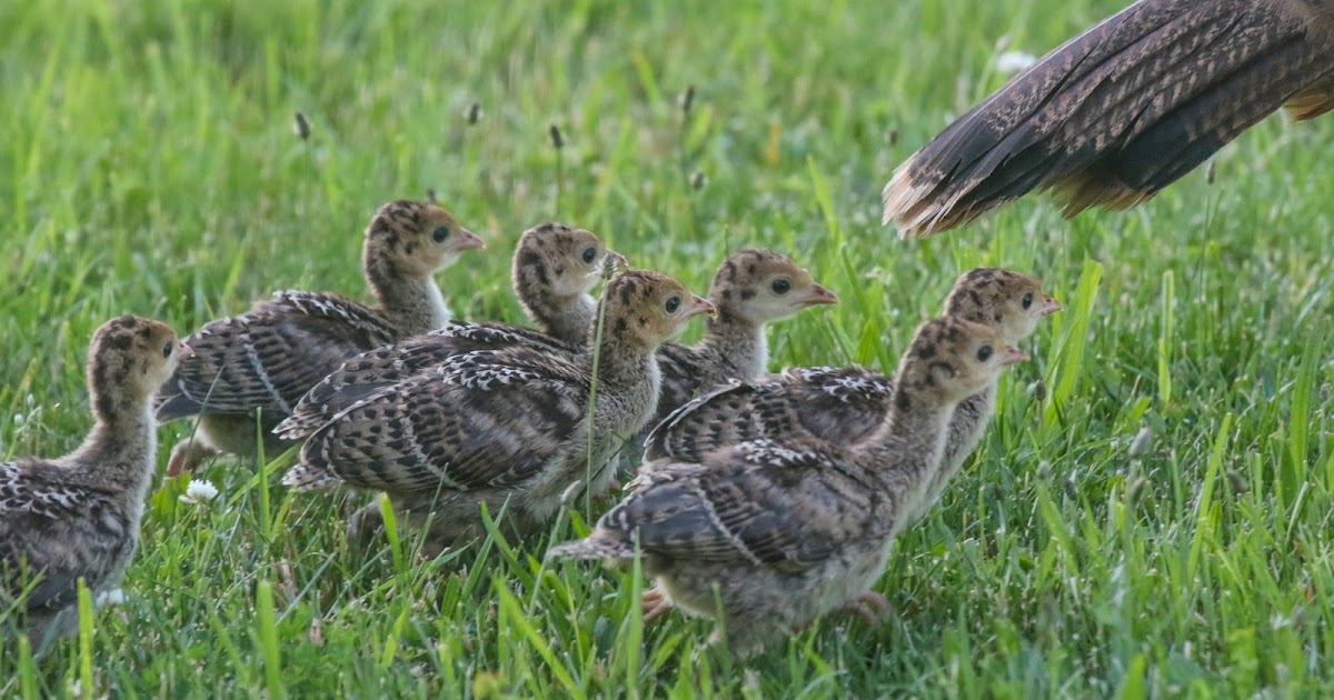 Gale's Photo and Birding Blog Wild Turkey Chicks
