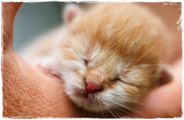 8 Cara Merawat Anak Kucing Yang Baru Lahir Tanpa Induk 8 Cara Merawat Anak Kucing Yang Baru Lahir Tanpa Induk