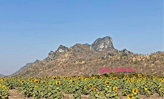 Part 4 | Ladang bunga matahari di Lop Buri 