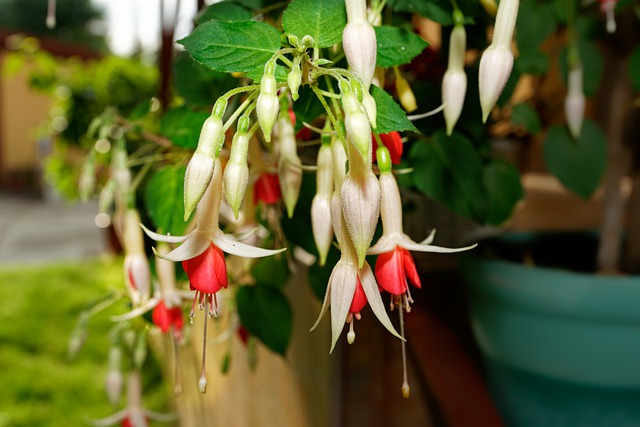 brinco-de-princesa-Fuchsia-hybrida