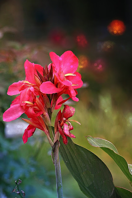 pink canna flower image