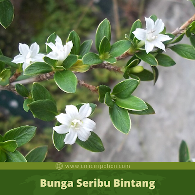 Ciri Ciri Bunga Seribu Bintang