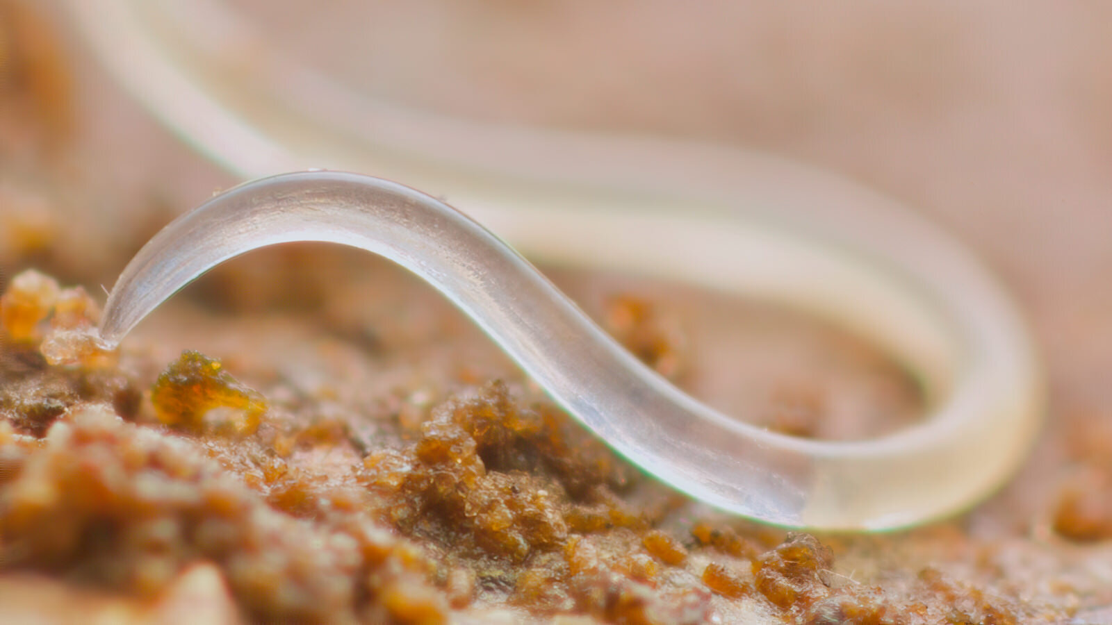 What do Nematodes eat? What do round worms do to humans?