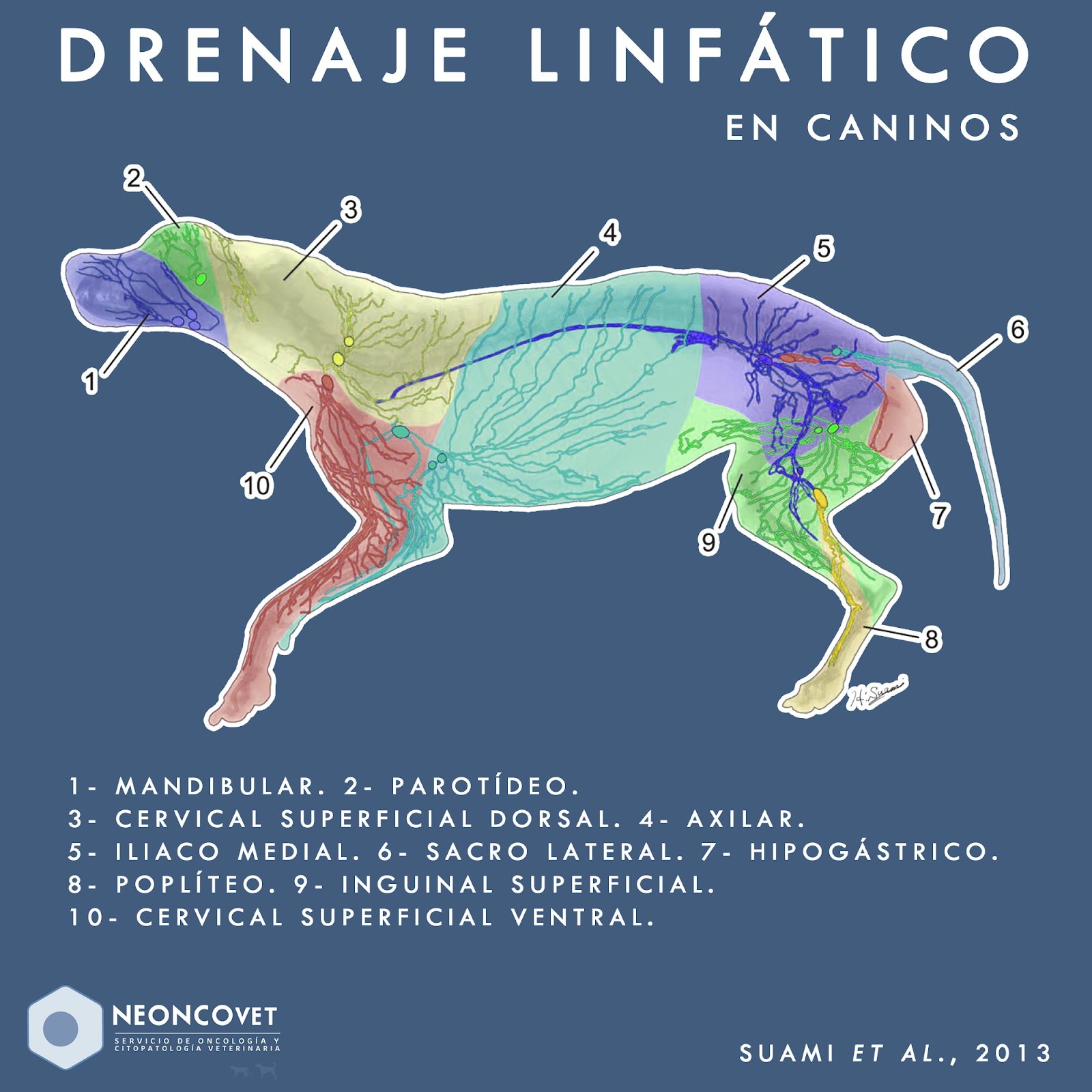 [MVs] Drenaje linfático en caninos