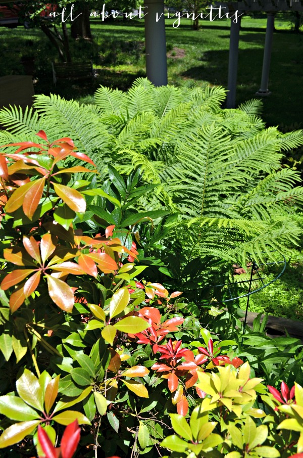 All About Ferns Catching Sunshine