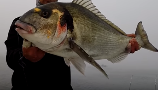 Η Τσιπούρα και το ψάρεμα της: Όλα τα μυστικά και video