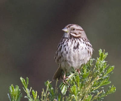 Photo of Song Sparrow on bush Photo of Song Sparrow on bush