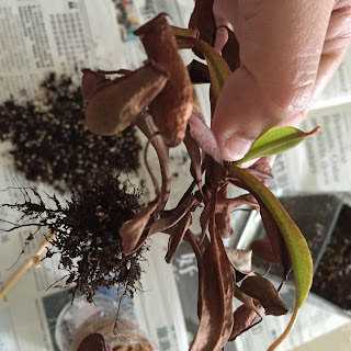 Removing the Pitcher Plant from the pot