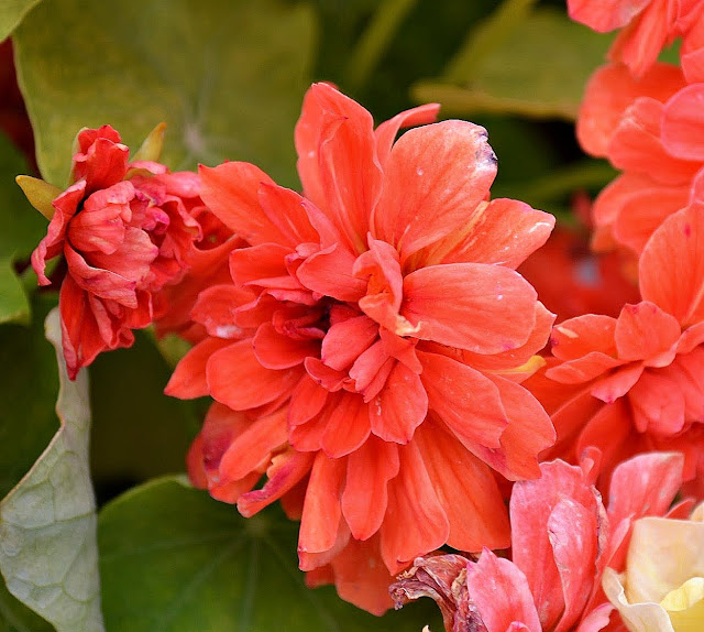 The Outlaw Gardener Vashon Island Part 3; Visiting Kathy's Corner Nursery