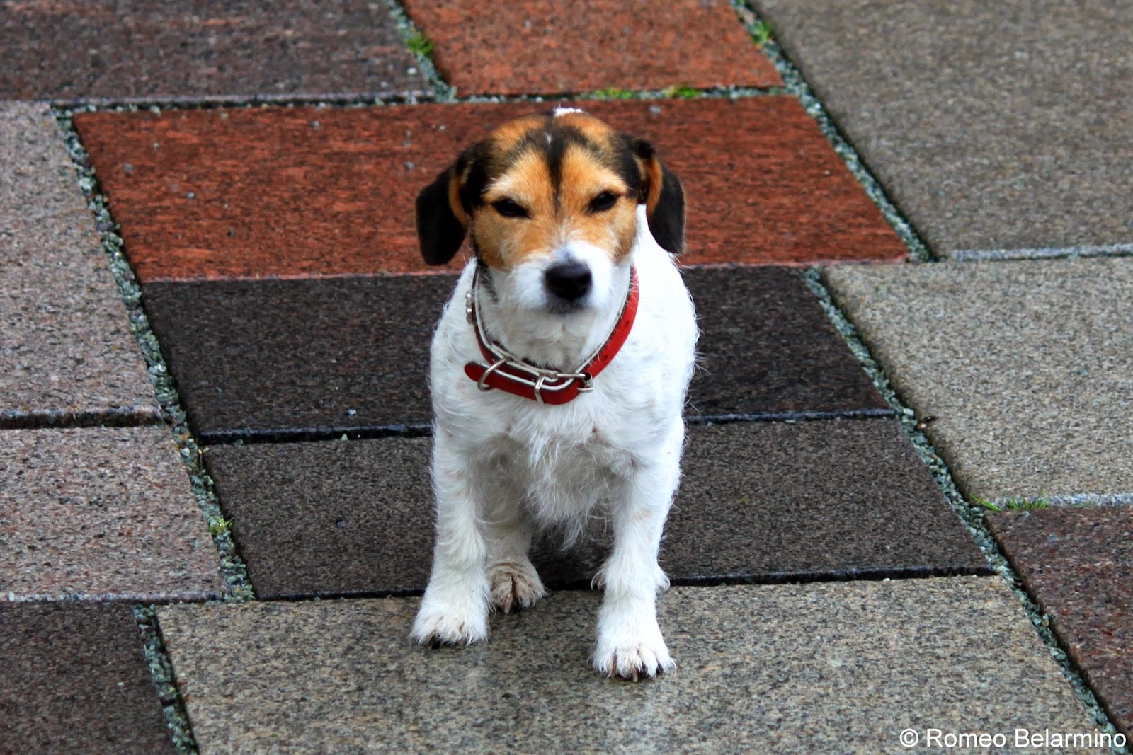 Ribe Denmark’s Oldest and Most Charming Town Best Travel Route