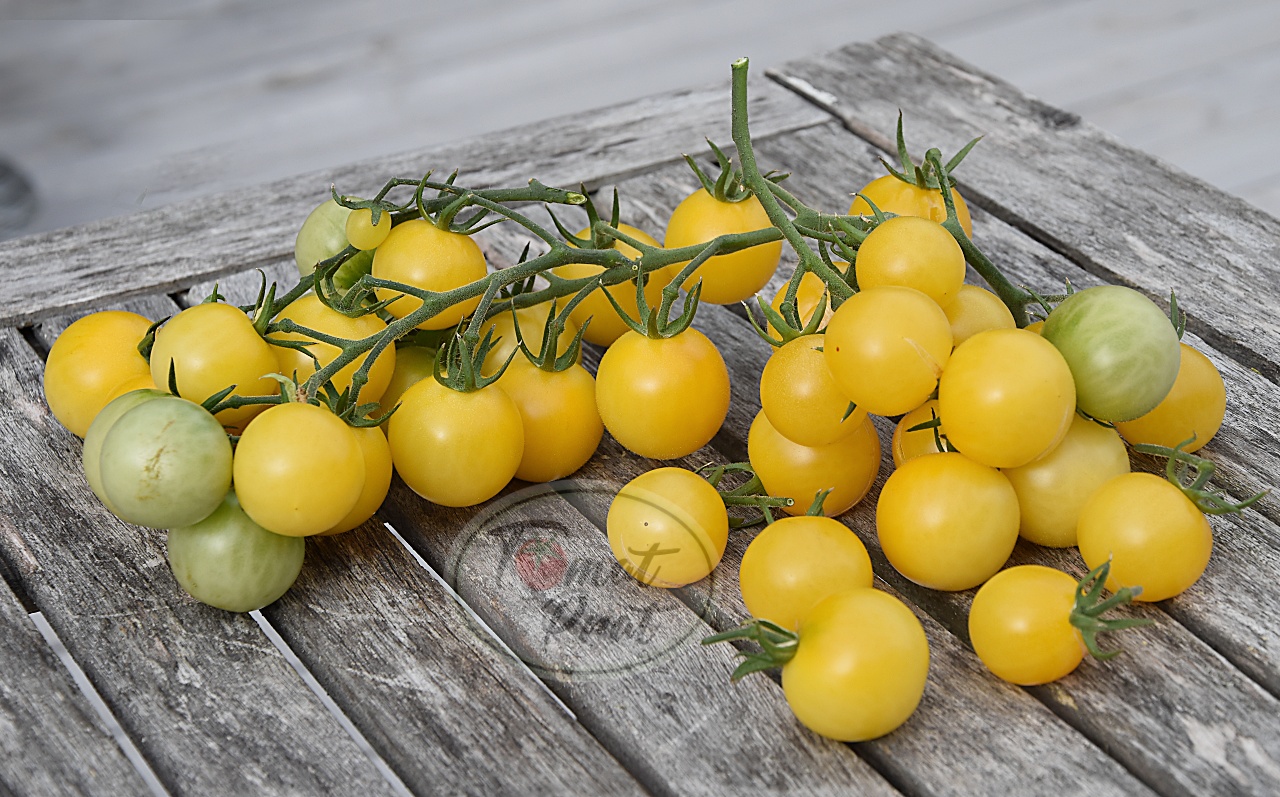 Helenes Tomater Iva's Sweet White