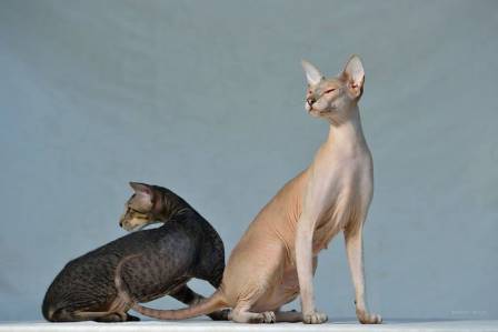 Рассмотрите фотографию кошки породы петерболд. Петерболд Ориентал. Сиамский Петерболд. Петерболд голубого окраса. Петерболд в профиль.