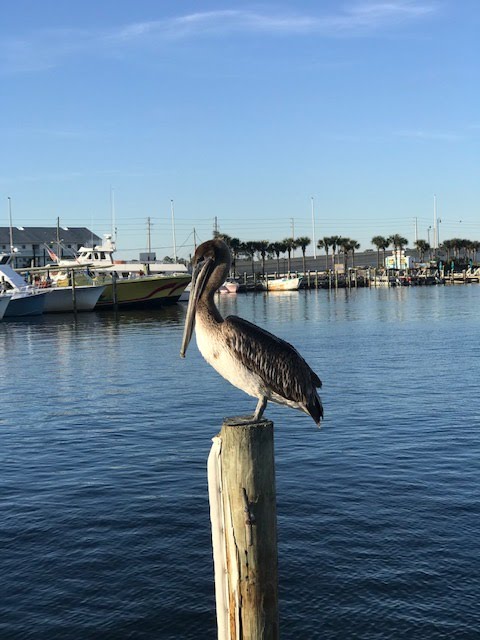Pretty Panama Pelican