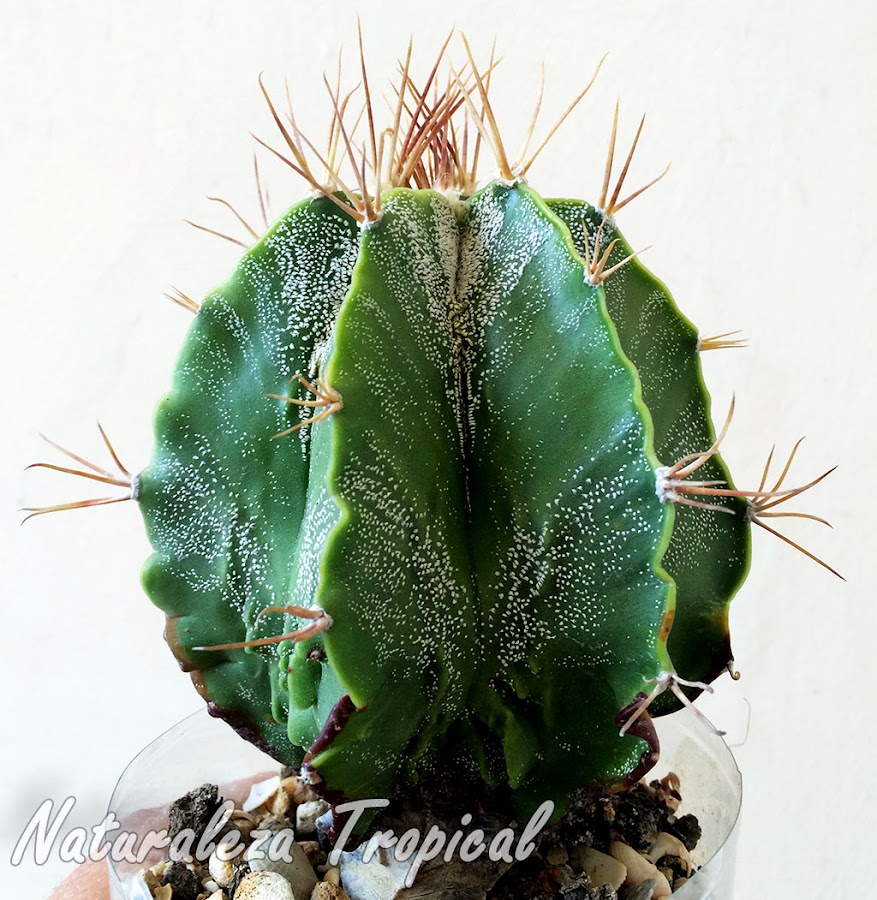 Vista del tallo del cactus ornamental Astrophytum ornatum