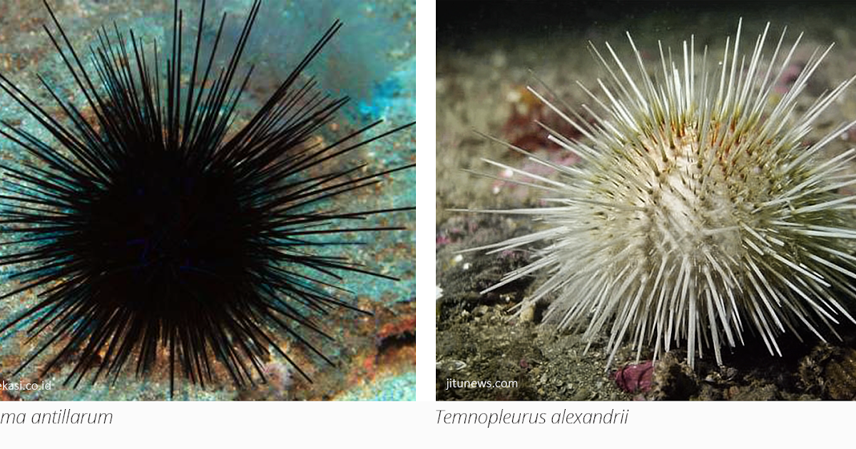 Cara Tradisional Mengatasi Tertusuk Bulu Babi Atau Landak Laut Cara Tradisional Mengatasi Tertusuk Bulu Babi Atau Landak Laut