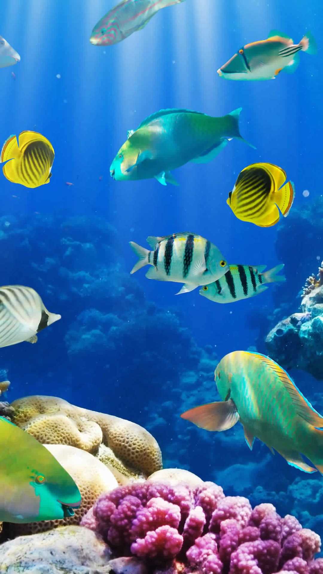 плавающие рыбки на телефон. яркие тропические рыбки. рыбки плавают. живой аквариум. скринсейвер рыбки.