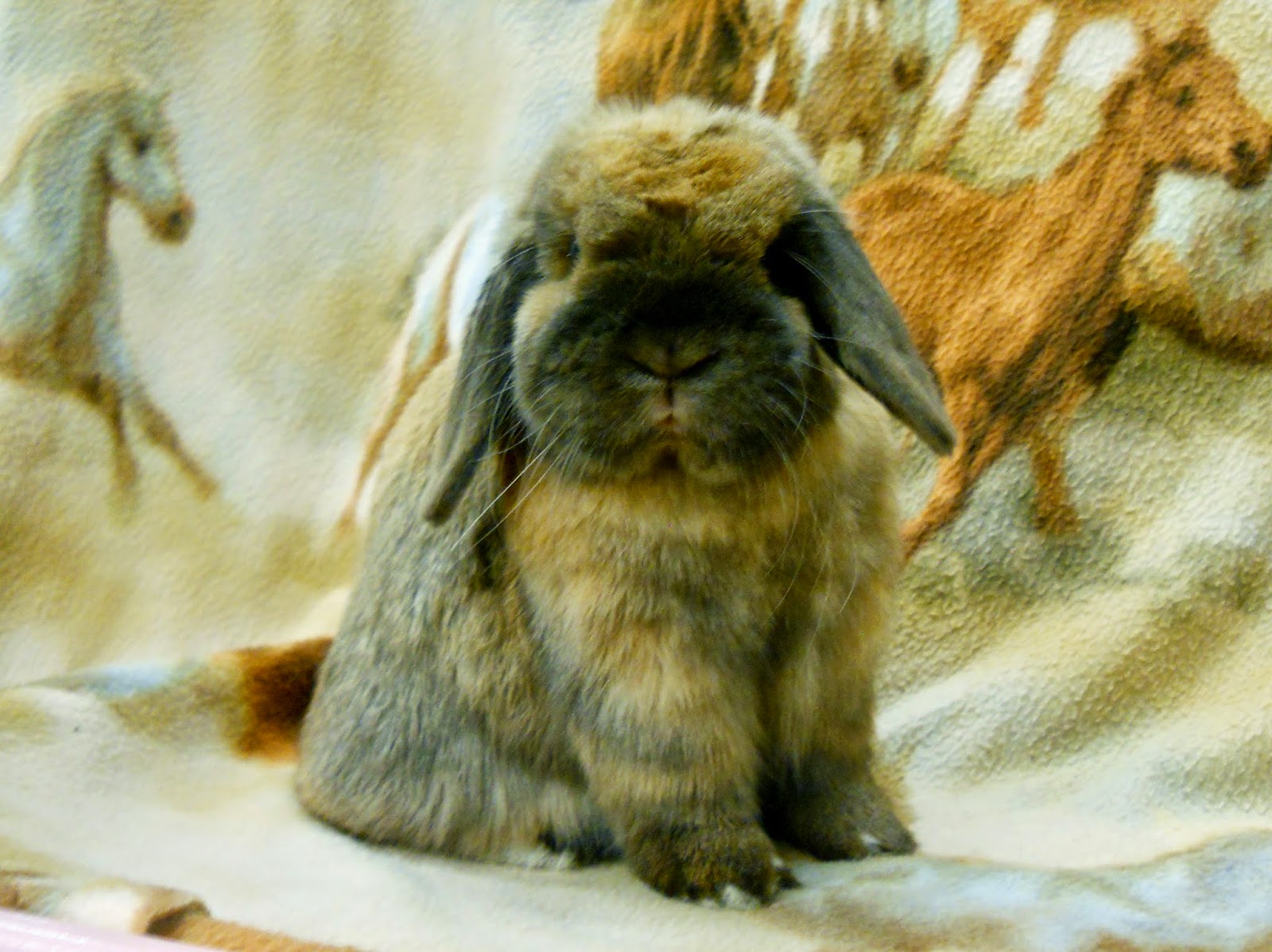 Little Rascal s Rabbitry Little Rascal s Beau