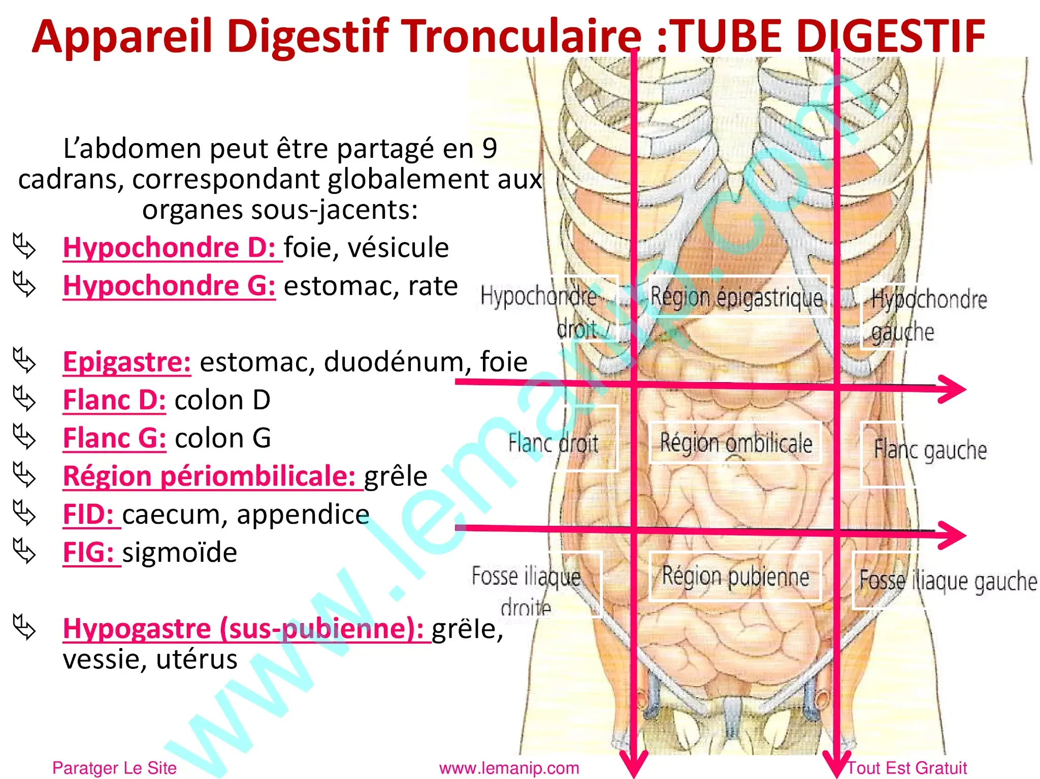 Appareil Digestif Tronculaire :TUBE DIGESTIF