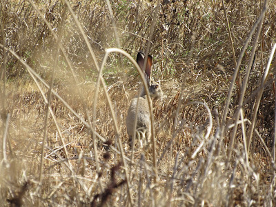 Sacramento National Wildlife Refuge