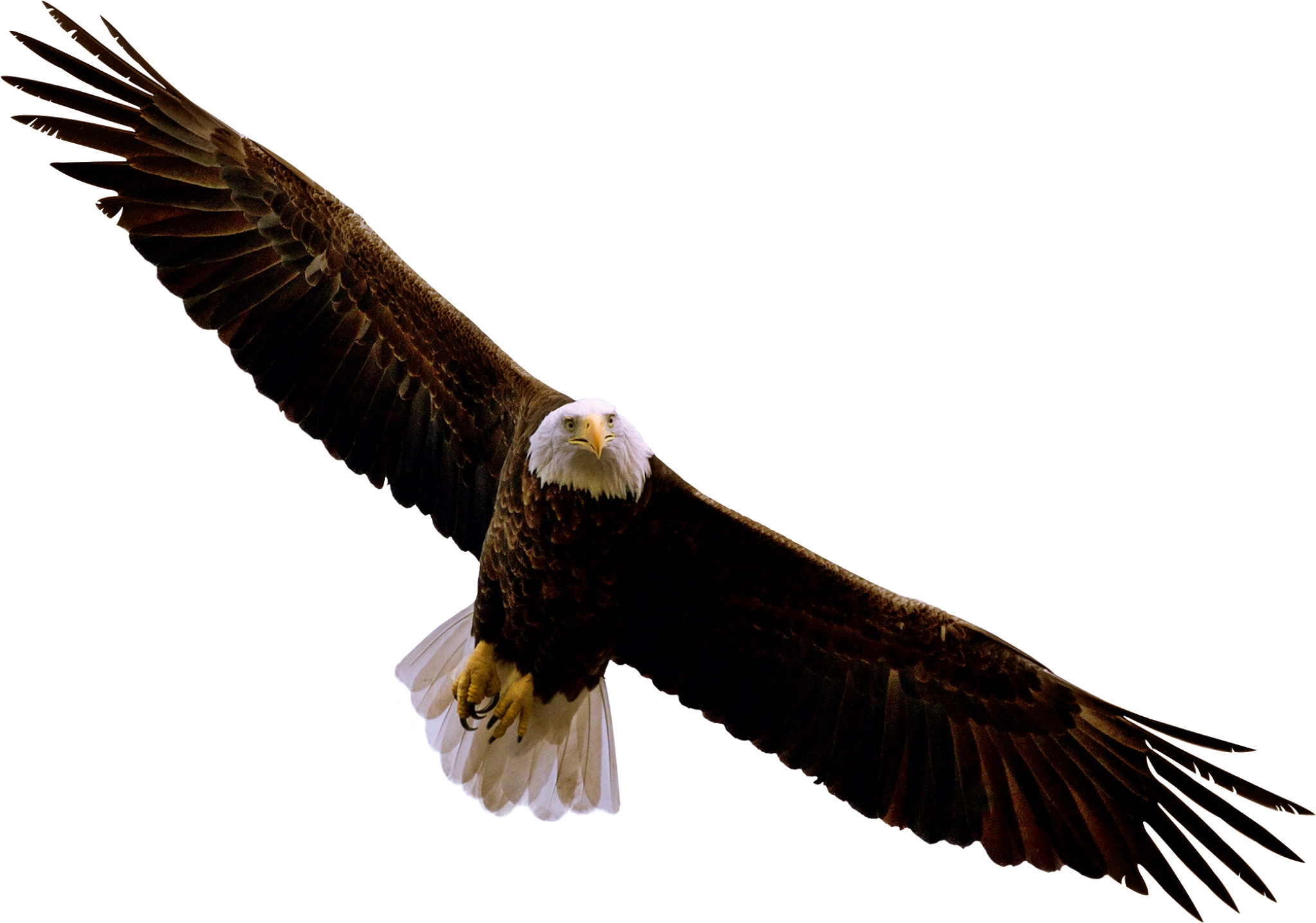 Bald Eagle PNG Free Download Real Flying Bald Eagle Transparent PNG